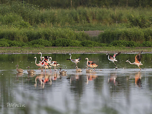 Flamingos im Zwillbrocker Venn_1