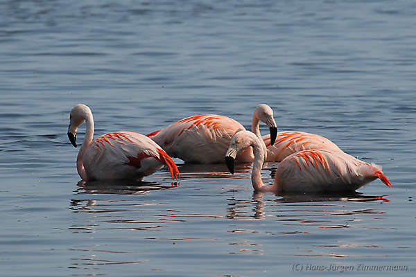 Freilebende Flamingos