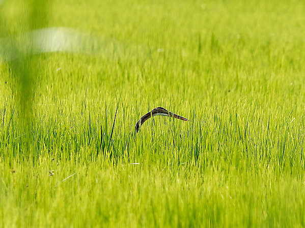 Überraschung aus dem Reisfeld