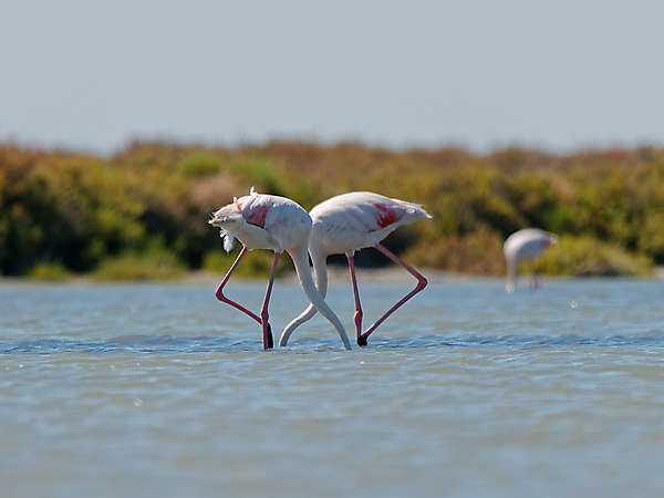 Zwei Flamingokörper